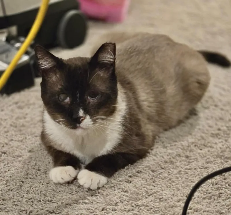 Milkshake thumbnail 4