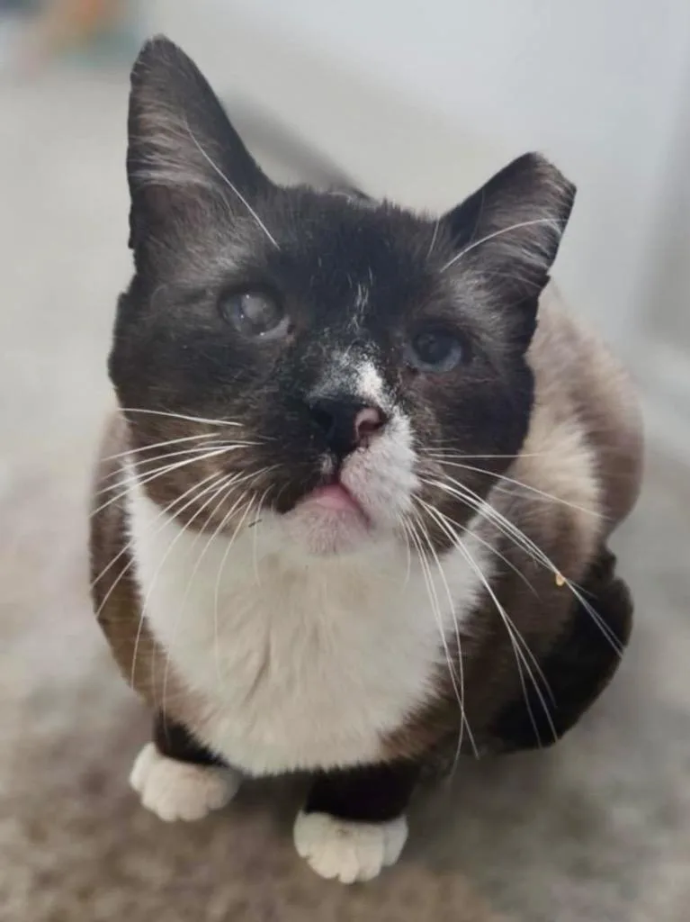 Milkshake thumbnail 6