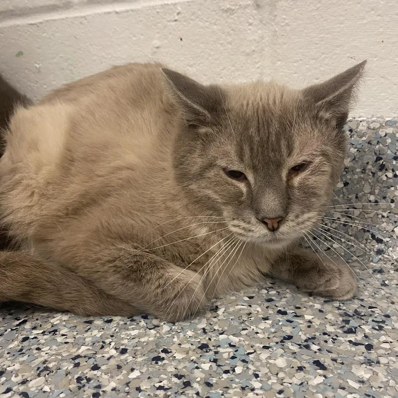 An adult medium-sized male Domestic Short Hair cat named Jay for adoption in Dayton, OH