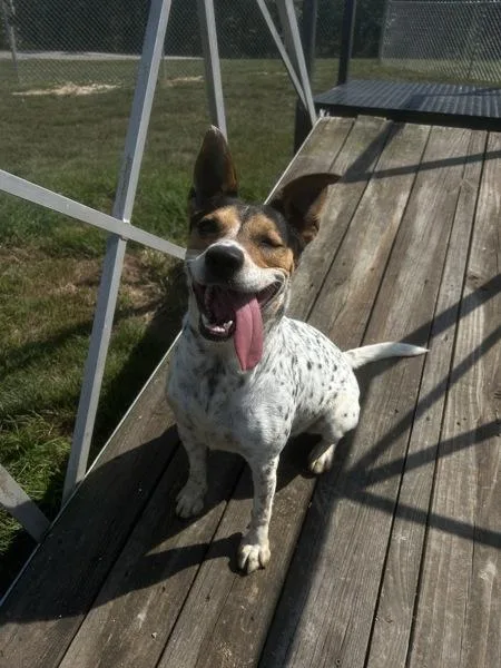 A young medium-sized female Australian Cattle Dog / Blue Heeler dog named Poli for adoption in Osage Beach, MO