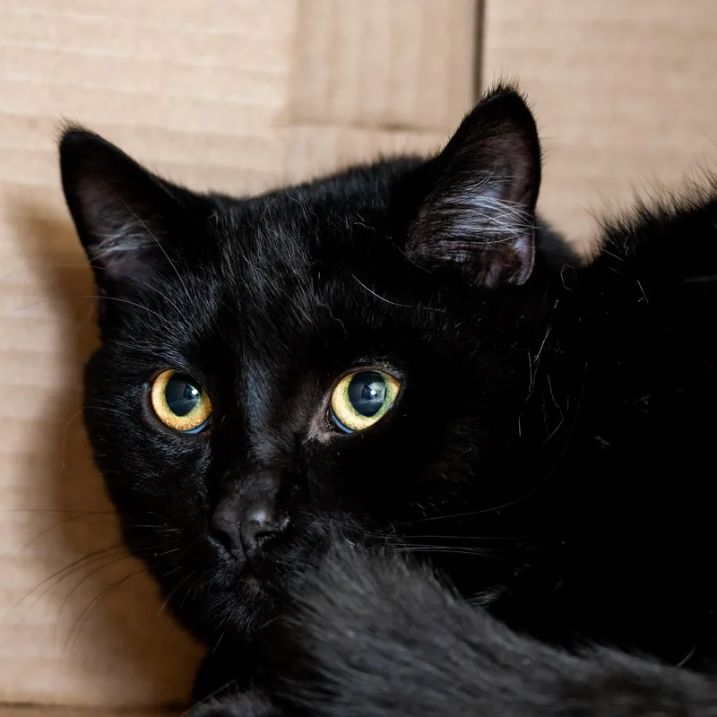 A young medium-sized male Black Domestic Short Hair cat named Shadow for adoption in Victor, NY