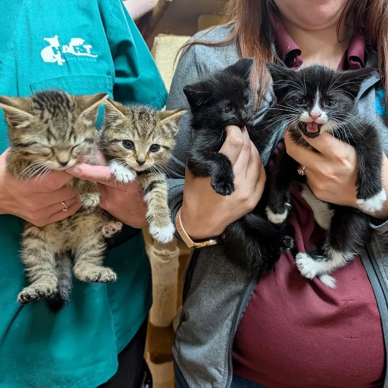 A baby small-sized female Black Domestic Short Hair cat named Chobani And Dannon for adoption in Potomac, MD