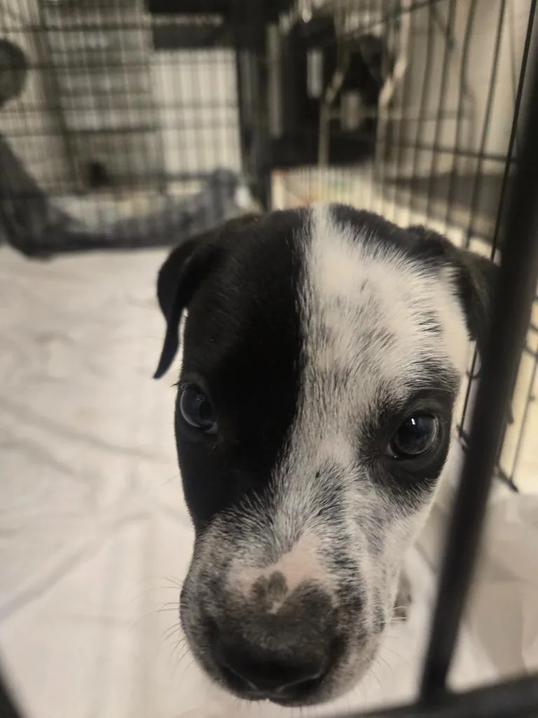 A baby small-sized male Australian Cattle Dog / Blue Heeler dog named Marty for adoption in Chickamauga , GA