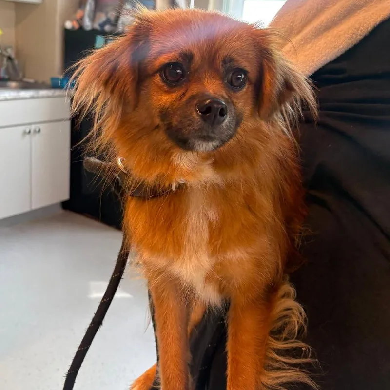 An adult small-sized female Red / Chestnut / Orange Mixed Breed dog named Lotus Stray Hold for adoption in Huntington, WV