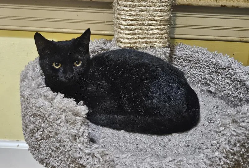 A baby small-sized female Black Domestic Short Hair cat named Tituba for adoption in Greensboro, NC