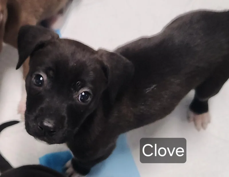 Clove