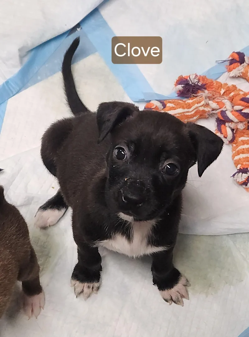 Clove thumbnail 2