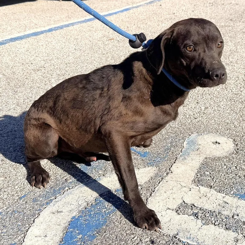 A young medium-sized male Black Mixed Breed dog named Irving for adoption in Warrensburg, MO