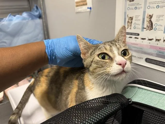 A young medium-sized female Domestic Short Hair cat named Ellie for adoption in Kent, WA