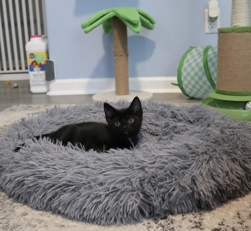 A baby medium-sized female Black Domestic Short Hair cat named Yvette for adoption in Rossville, TN