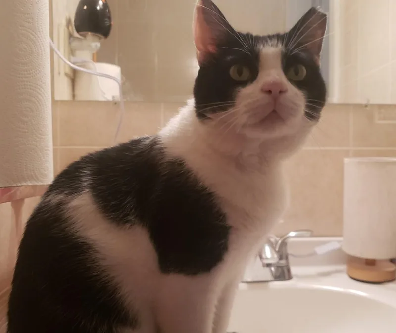 An adult medium-sized male Black & White / Tuxedo Domestic Short Hair cat named Brooks for adoption in Lemoyne, PA