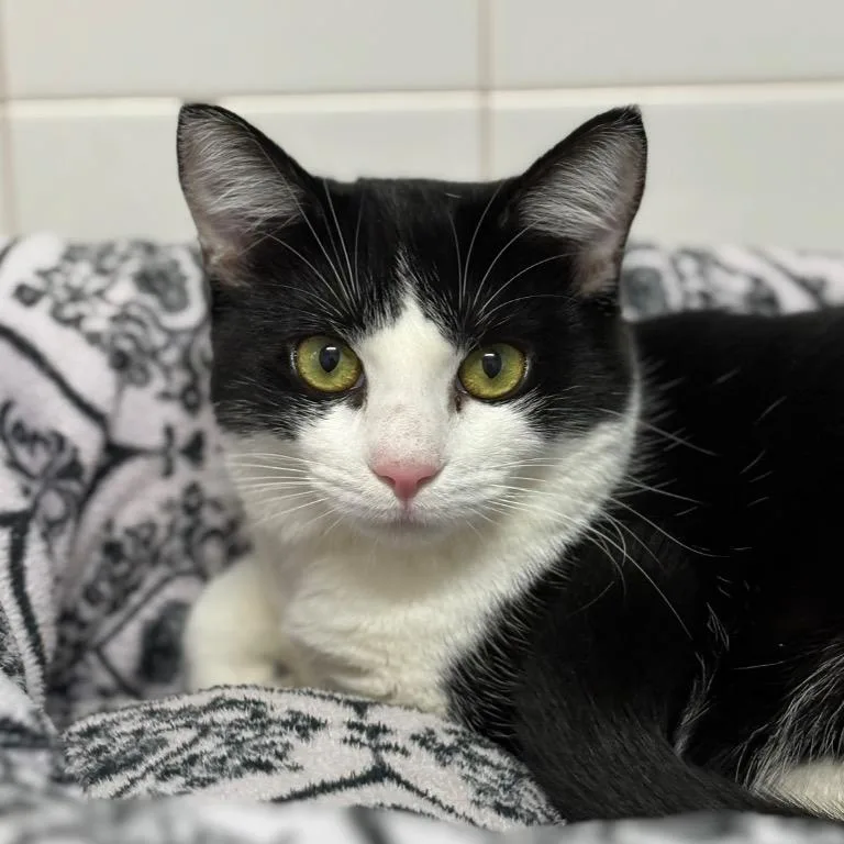 A young small-sized female Black Domestic Short Hair cat named Seashell for adoption in Fort Lauderdale, FL
