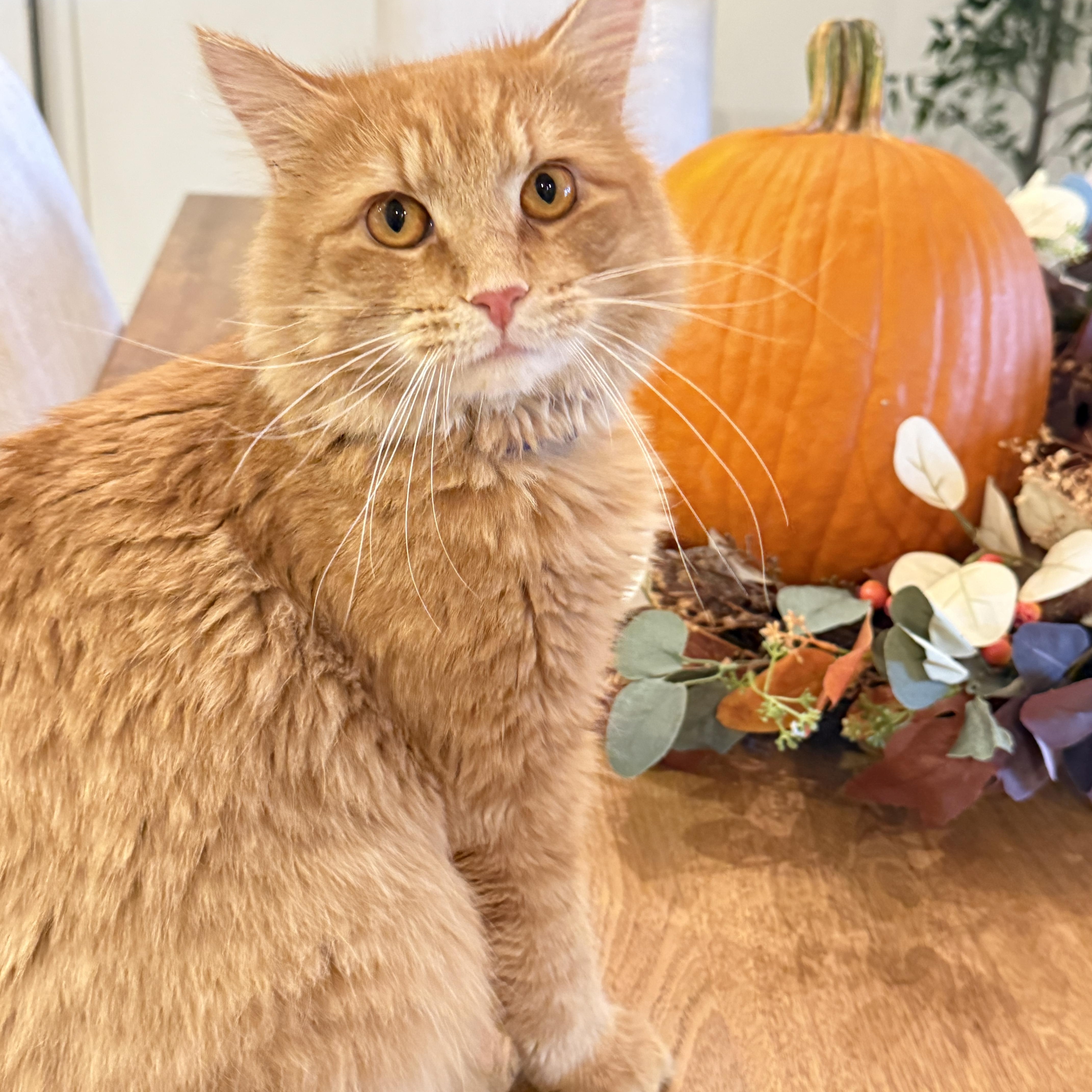 A young medium-sized male Domestic Long Hair cat named Murphy for adoption in Keller, TX