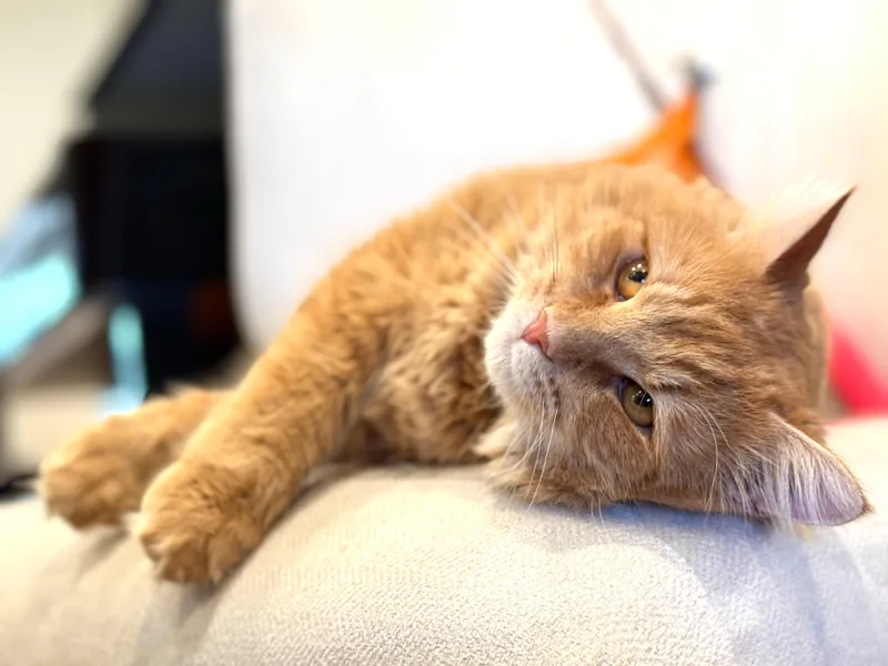 Murphy thumbnail 2
