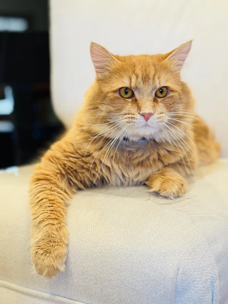 Murphy thumbnail 5