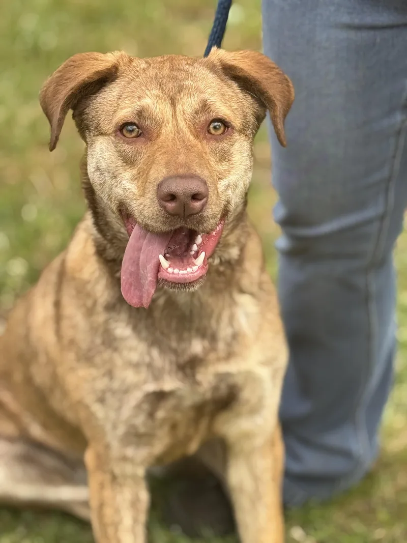 A young medium-sized female Brindle Chesapeake Bay Retriever dog named Izzy for adoption in Meherrin, VA