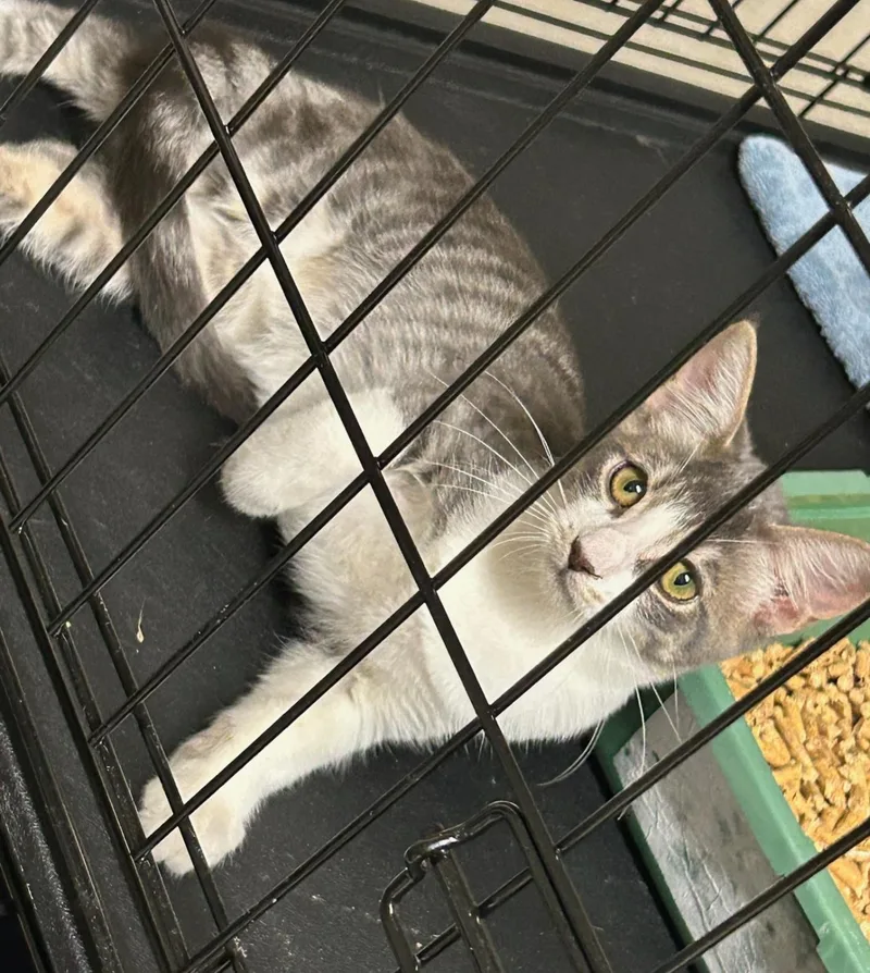 A young medium-sized female Tabby (Gray / Blue / Silver) Domestic Short Hair cat named Cupcake for adoption in Harrison, MI