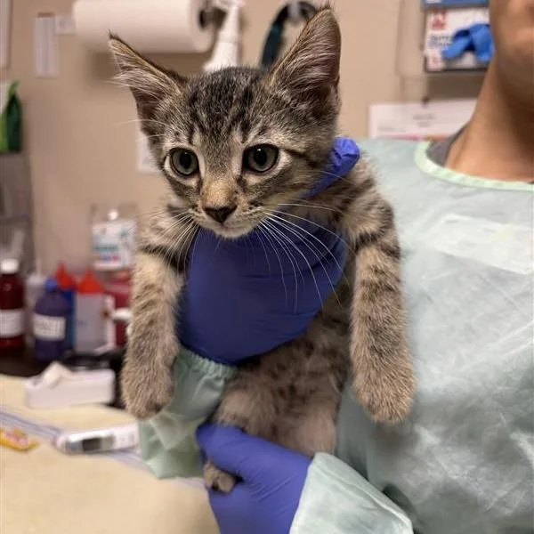 A baby small-sized male Brown / Chocolate Domestic Short Hair cat named Casper for adoption in Tempe, AZ