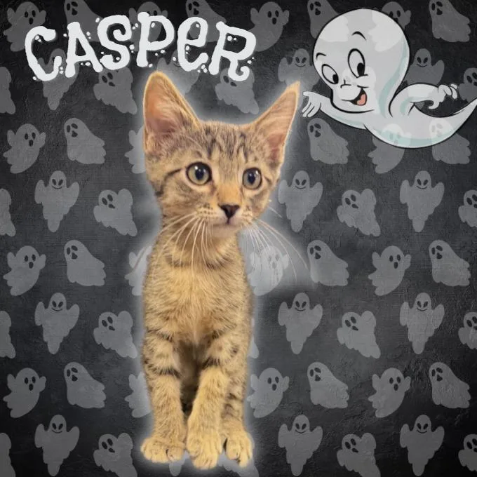 Casper thumbnail 3