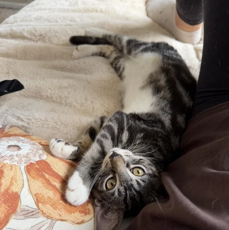 A baby medium-sized male Tabby (Brown / Chocolate) Domestic Short Hair cat named Littlefoot for adoption in Jacksonville, FL