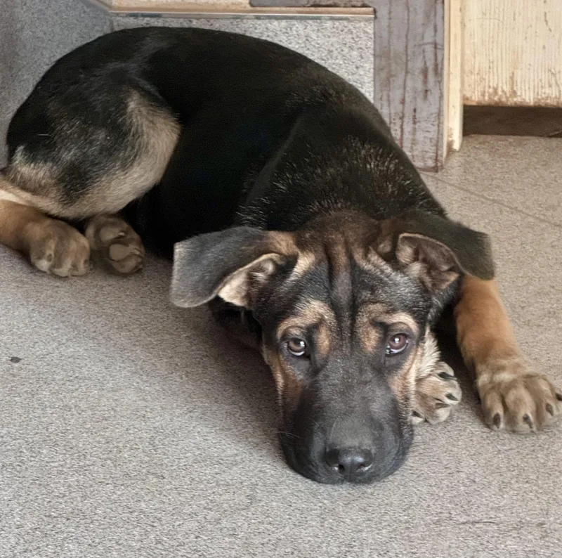 A baby medium-sized male Bicolor German Shepherd Dog dog named Stewart for adoption in Bend, OR