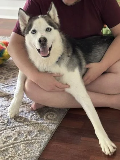 An adult large-sized male Mixed Breed dog named McArthur for adoption in Atlanta, GA