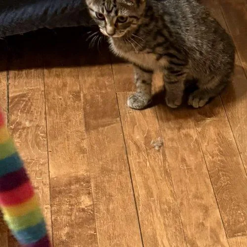A baby small-sized male Tabby (Gray / Blue / Silver) Domestic Short Hair cat named Grady for adoption in Kenosha, WI