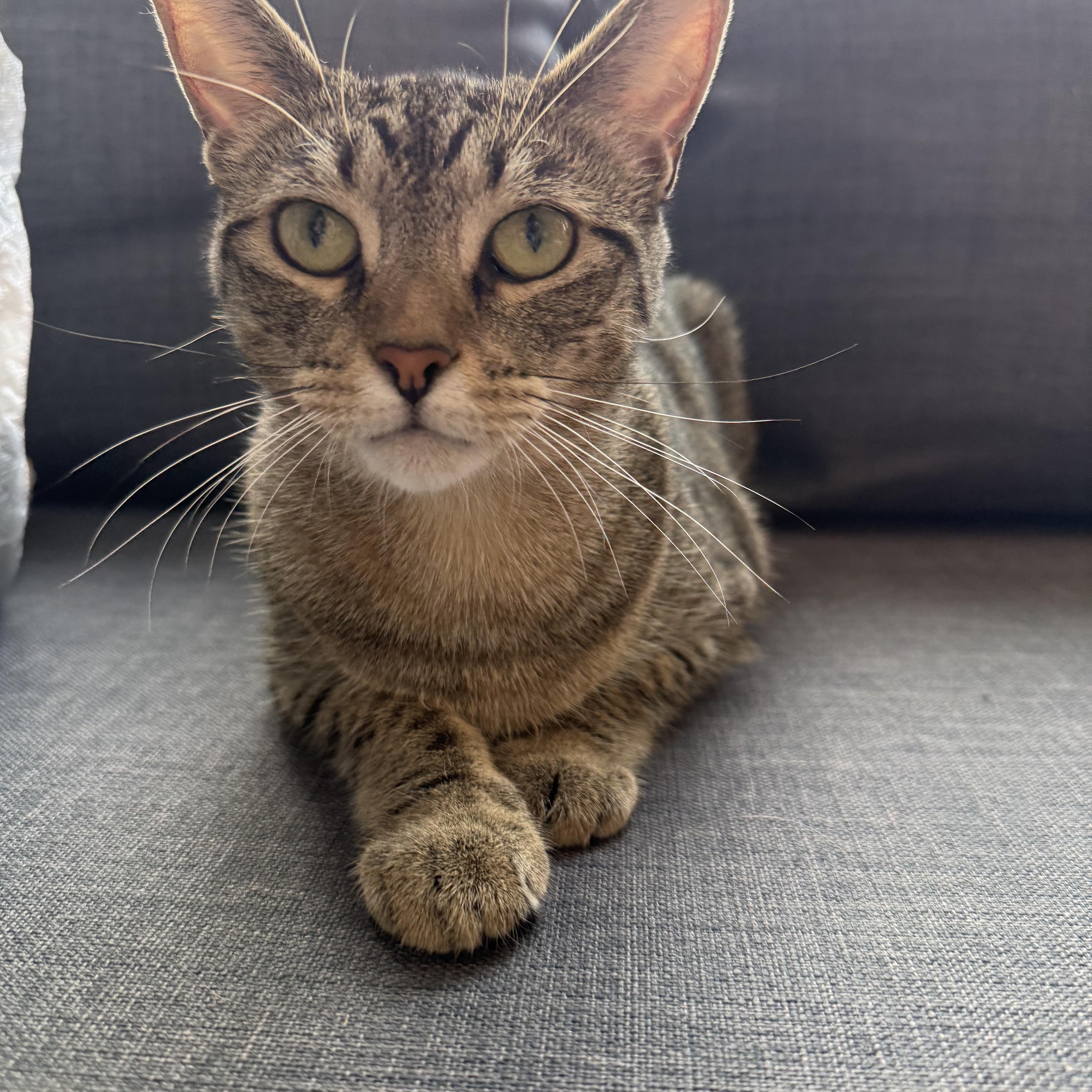 A young medium-sized female Tabby (Tiger Striped) Domestic Short Hair cat named Mimi for adoption in Berkeley Heights, NJ