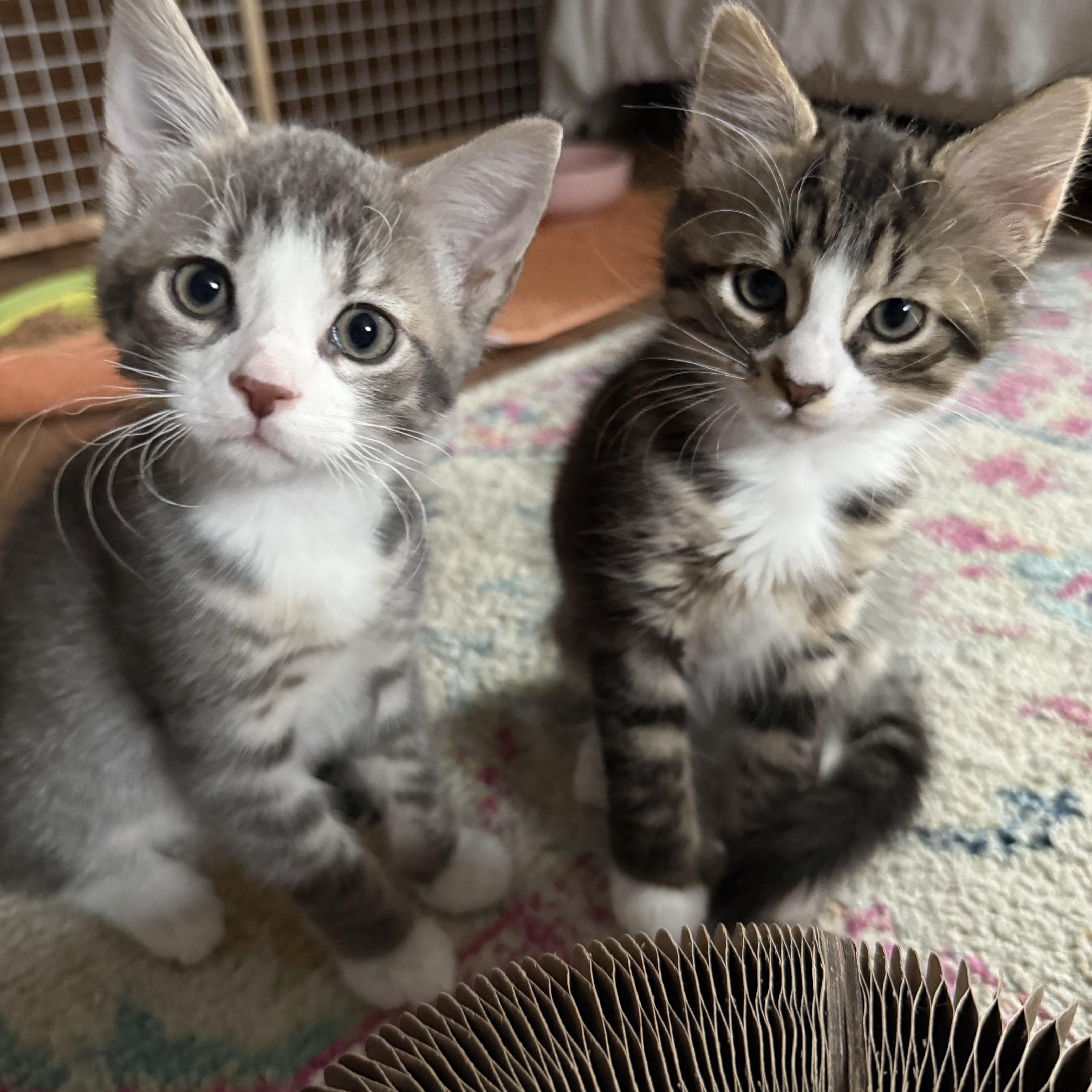 Bestie Brothers Bobo And thumbnail 5