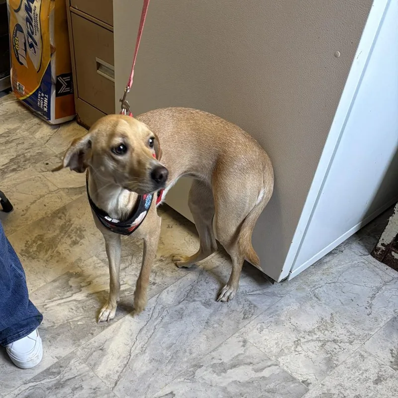 A young medium-sized female Yellow / Tan / Blond / Fawn Mixed Breed dog named Mazie for adoption in Oak Hill, WV