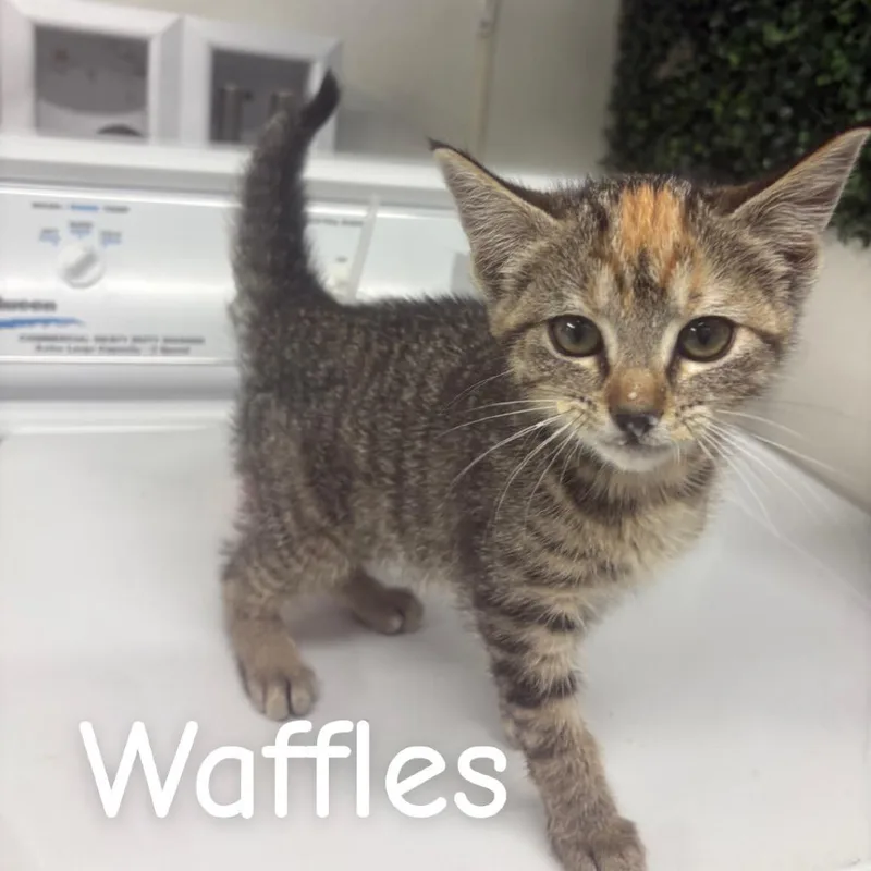 A baby small-sized female Brown / Chocolate Domestic Short Hair cat named Waffles for adoption in Buffalo, MN