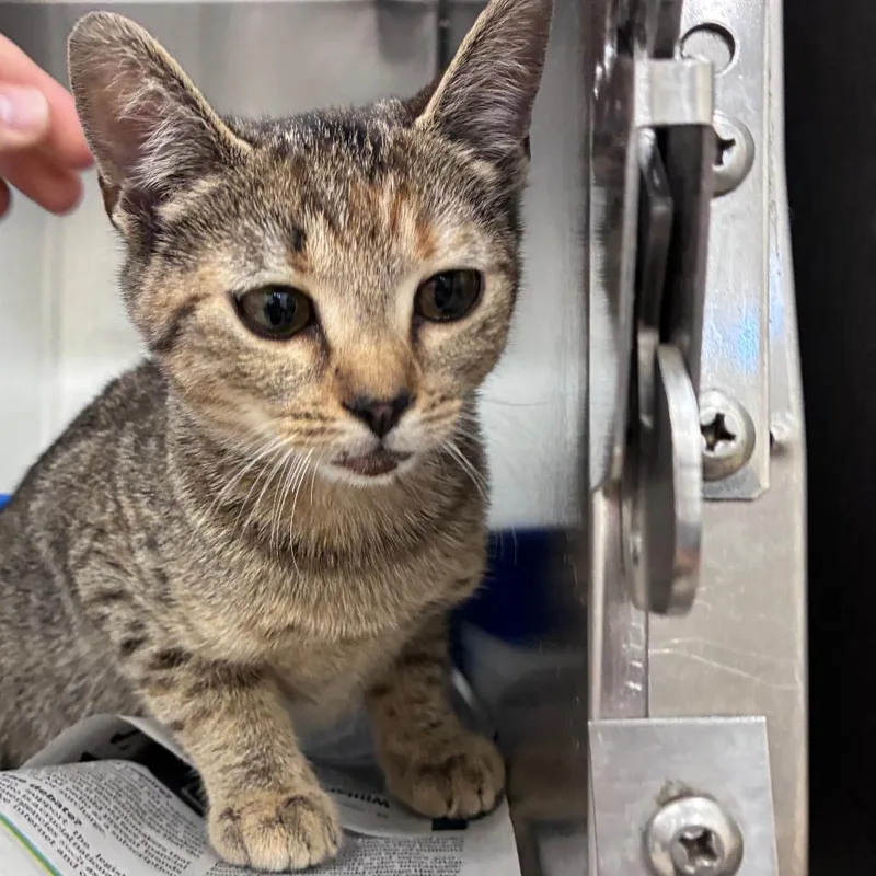 A baby small-sized female Brown / Chocolate Domestic Short Hair cat named Baby for adoption in Auburn, AL
