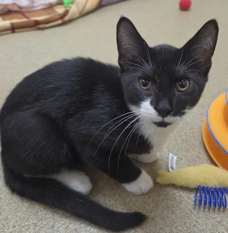 A baby medium-sized male Domestic Short Hair cat named Hot Tub for adoption in Plover, WI