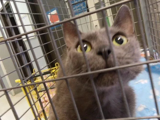 A young medium-sized male Domestic Short Hair cat named Minced for adoption in Tulsa, OK