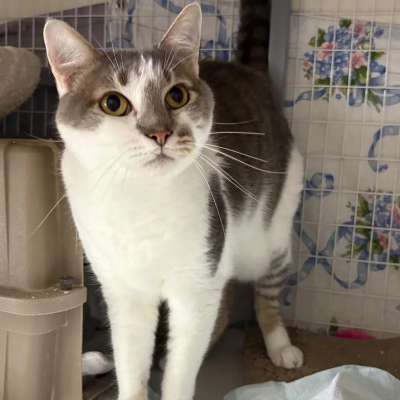 An adult small-sized male Domestic Short Hair cat named Emilo for adoption in Middle Village, NY