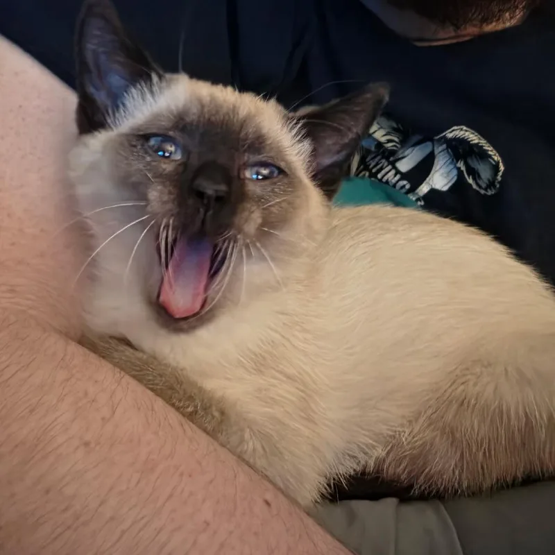 A baby small-sized female White Siamese cat named Frankie for adoption in Duncan, OK