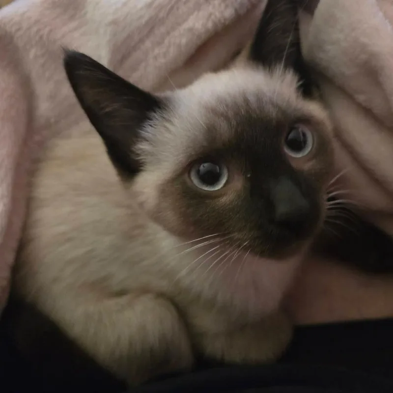 Frankie thumbnail 2