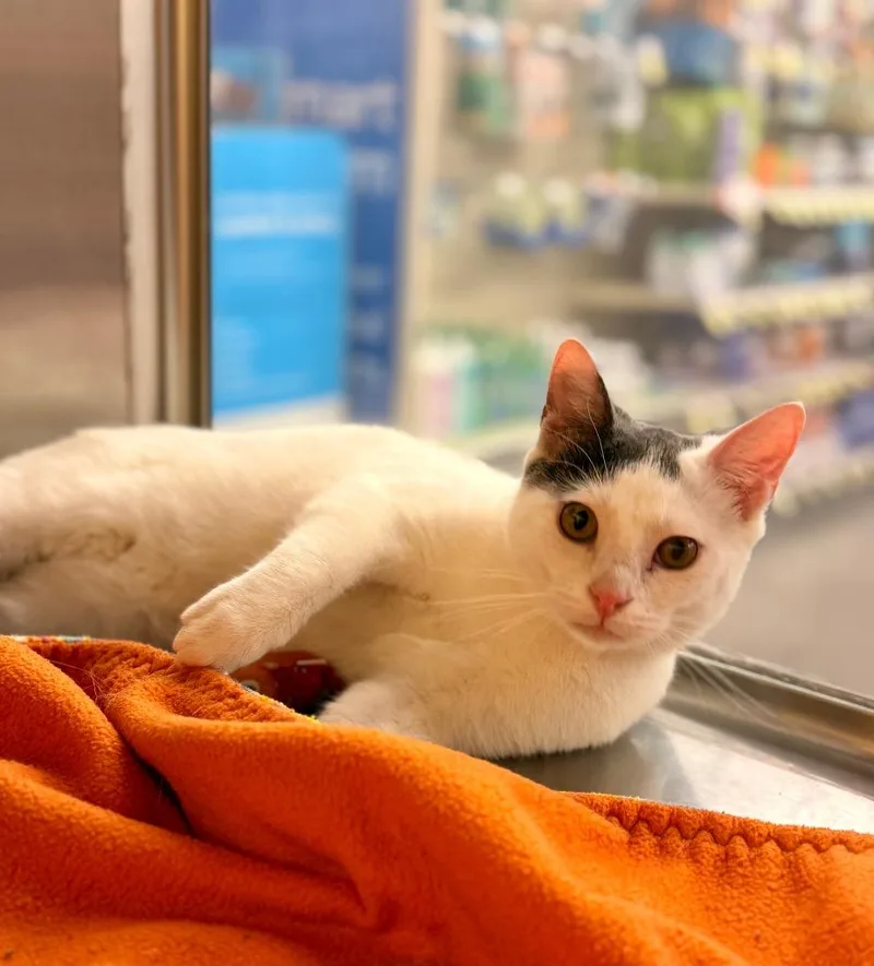 A baby medium-sized male Domestic Short Hair cat named Tony Stark for adoption in Cumming, GA