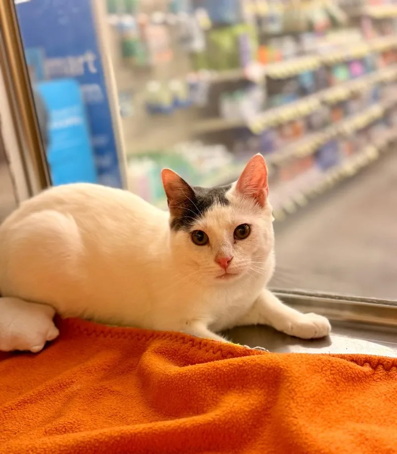 Tony Stark thumbnail 2