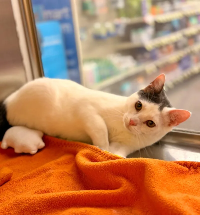 Tony Stark thumbnail 3