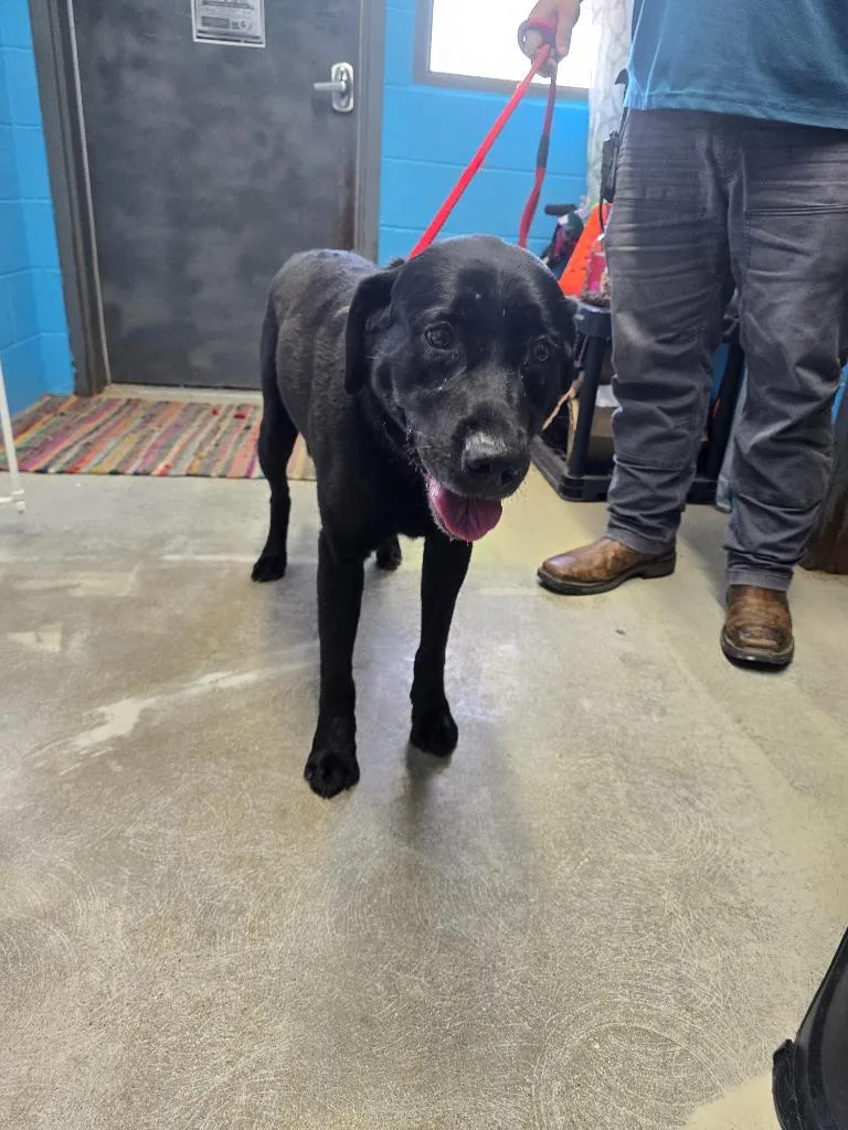 A young large-sized male Labrador Retriever dog named Black Lab for adoption in Camden, TN