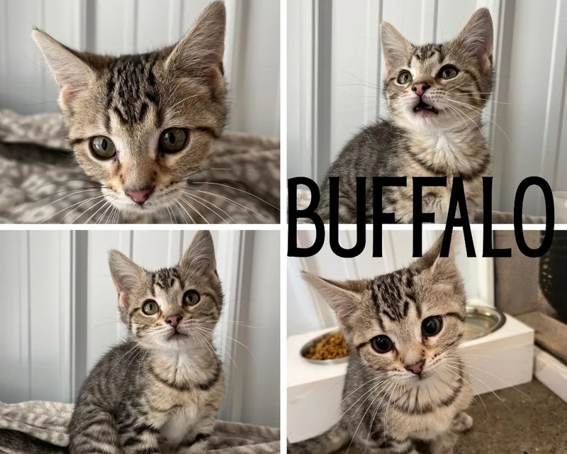 Buffalo thumbnail 2