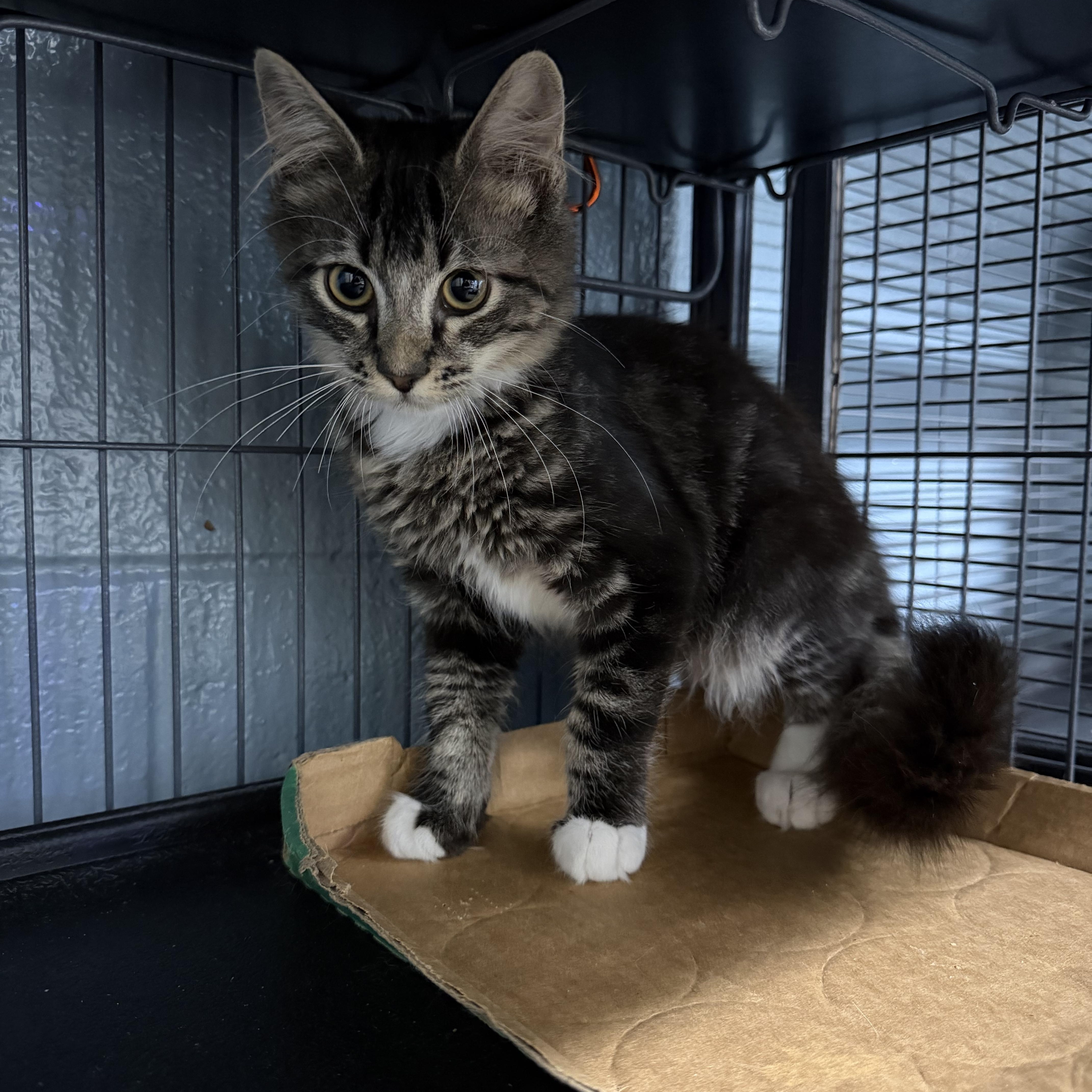 A young medium-sized male Tabby (Brown / Chocolate) Domestic Medium Hair cat named Sutton for adoption in Albemarle, NC