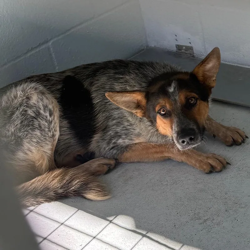 A young medium-sized male Australian Cattle Dog / Blue Heeler dog named Vance for adoption in Bastrop, TX