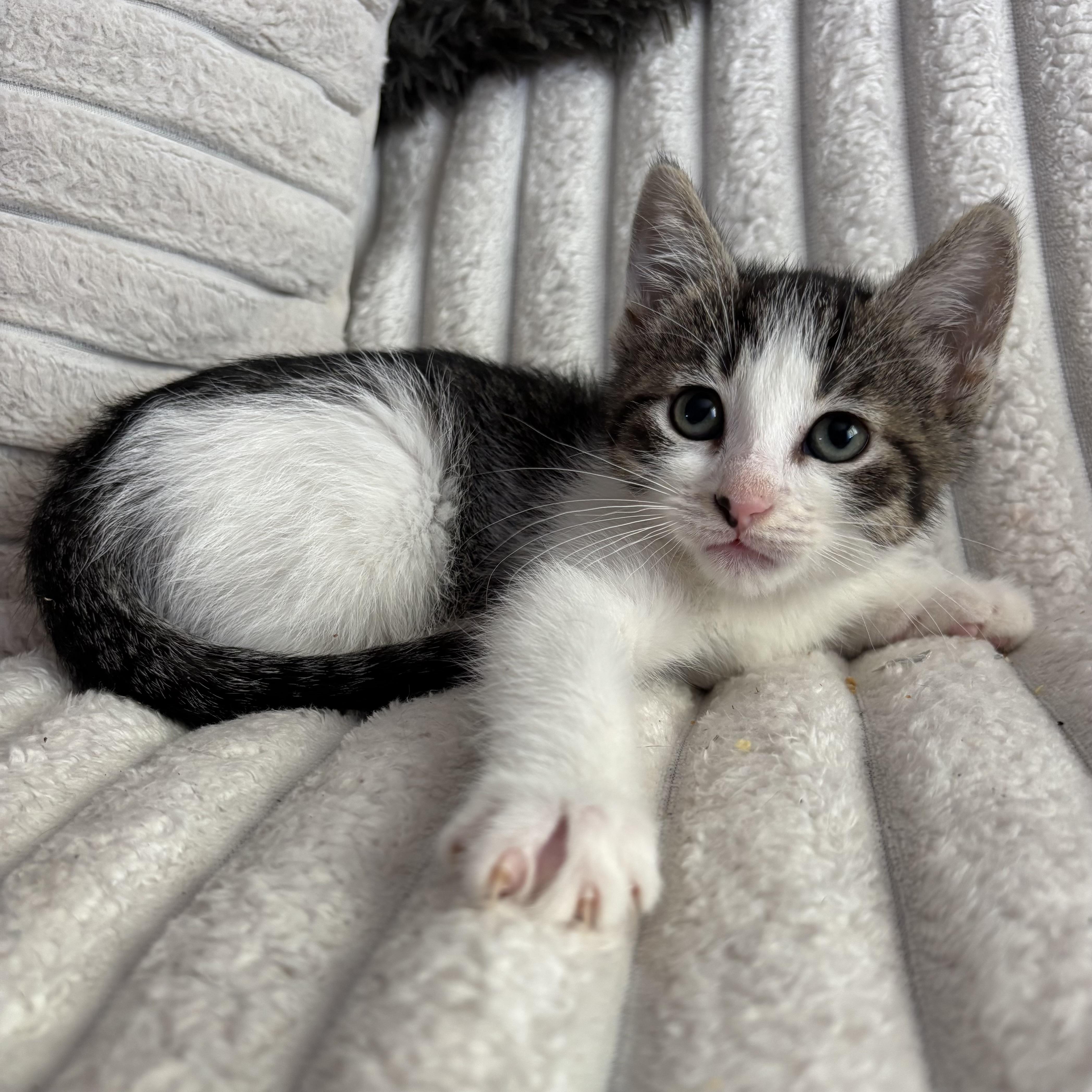 A baby medium-sized female Tabby (Buff / Tan / Fawn) Domestic Short Hair cat named Lulu for adoption in Ephrata, WA