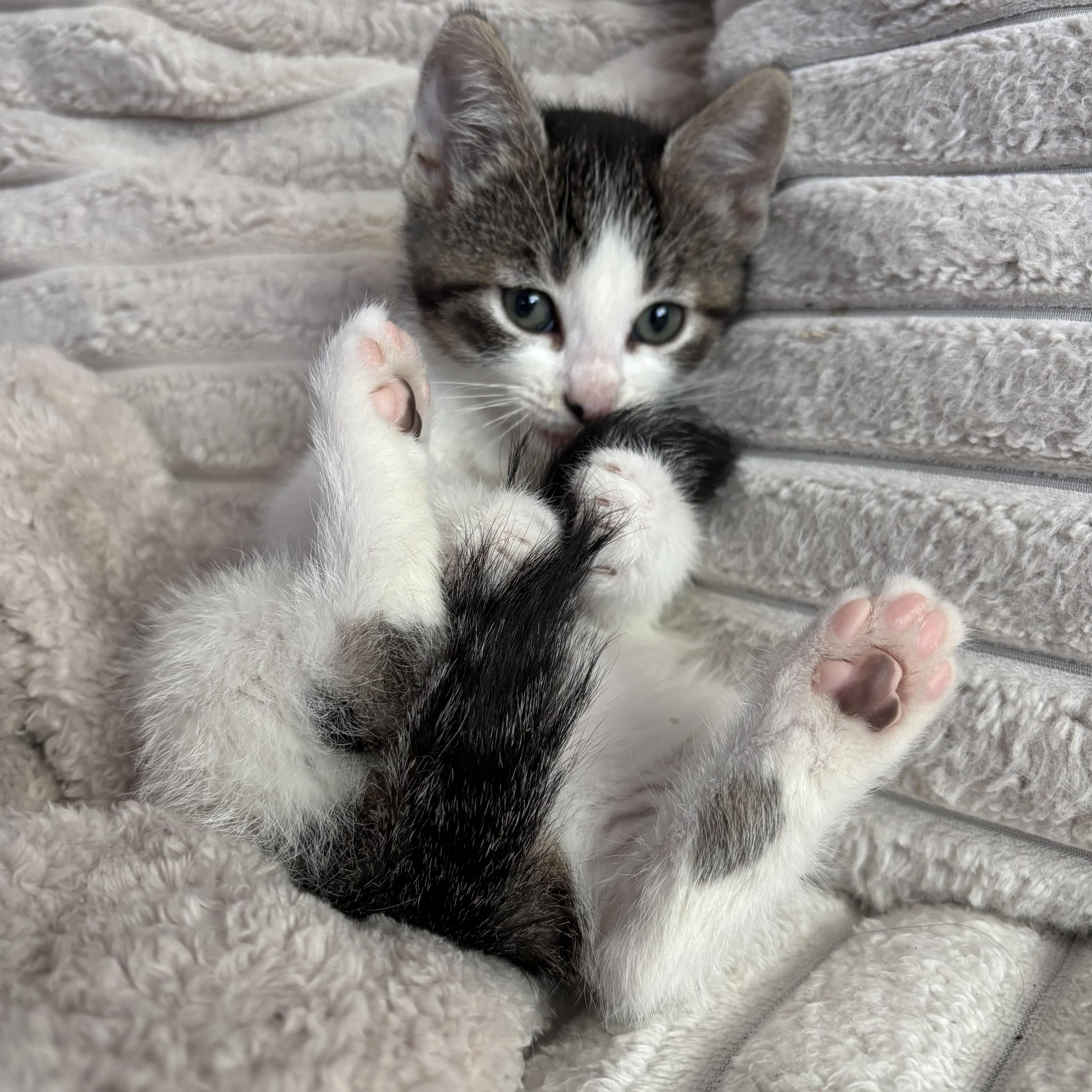 Lulu thumbnail 3