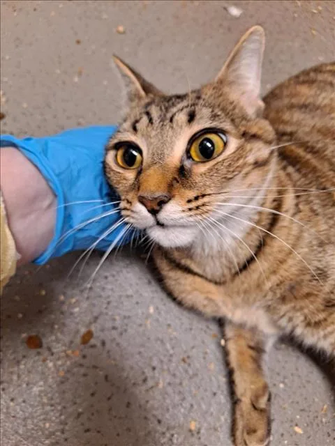 A young small-sized female Domestic Short Hair cat named Oleta for adoption in Hagerstown, MD