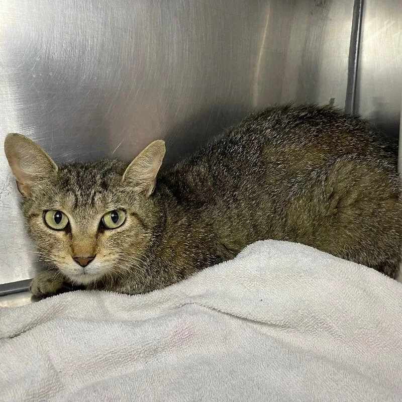 An adult medium-sized female Domestic Short Hair cat named Halle for adoption in Roanoke, VA