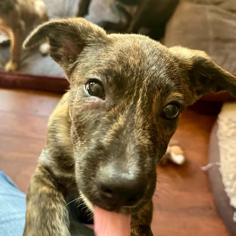 A baby medium-sized male Australian Shepherd dog named Donald for adoption in Olathe, KS