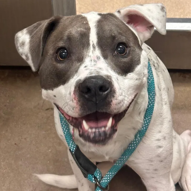 An adult medium-sized female White / Cream Mixed Breed dog named YORKStray for adoption in York, PA